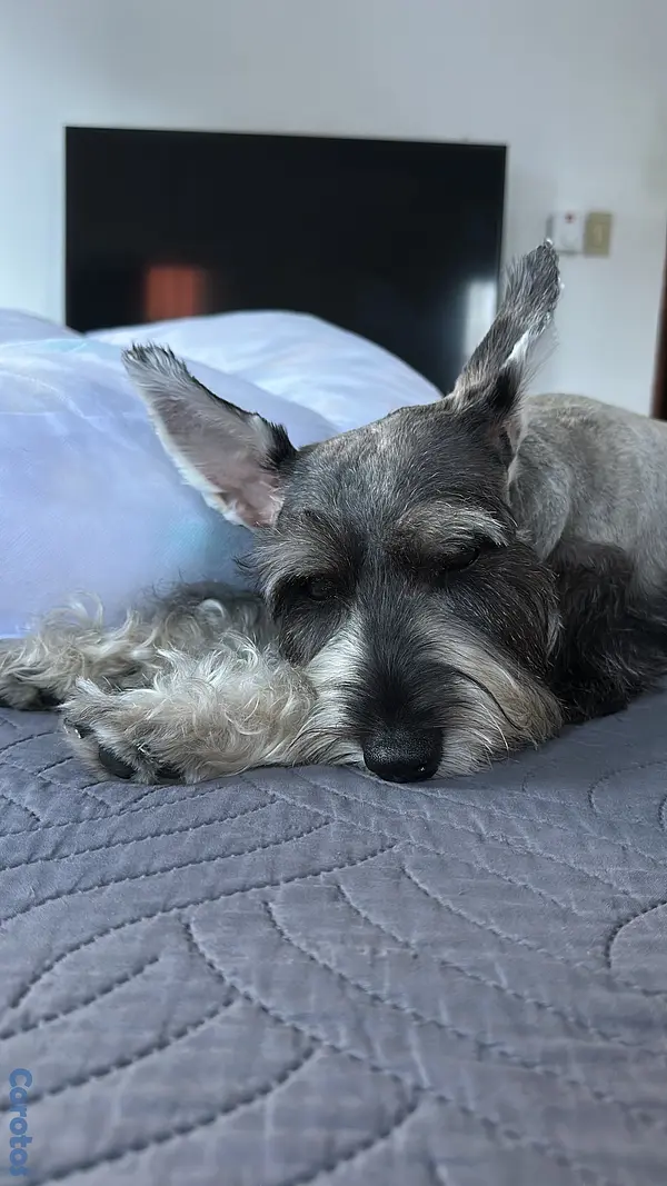 animales y mascotas - Schnauzer mini para monta 2