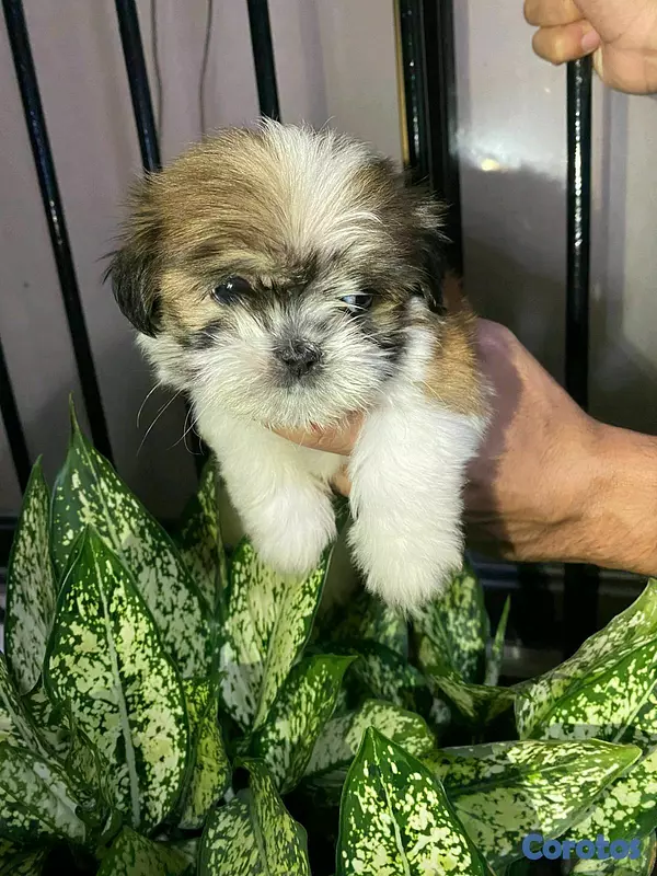 animales y mascotas - Hermosos cachorritos de shipoo toy  3
