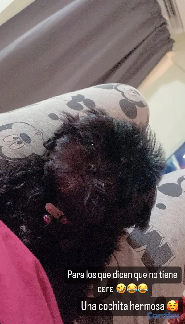 animales y mascotas - Cachorro Shih Tzu mini hembra , padres presentes  5