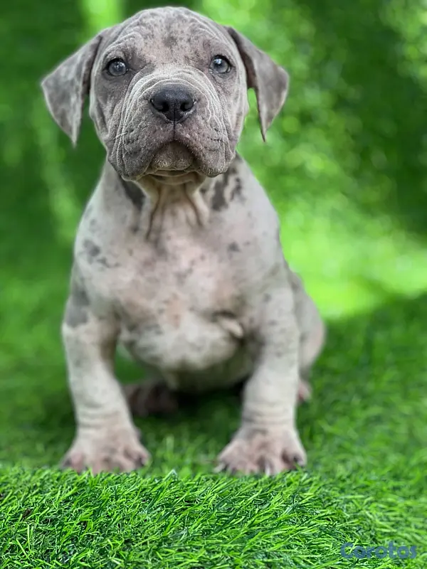 animales y mascotas - pitbully hembra blue Merle  4