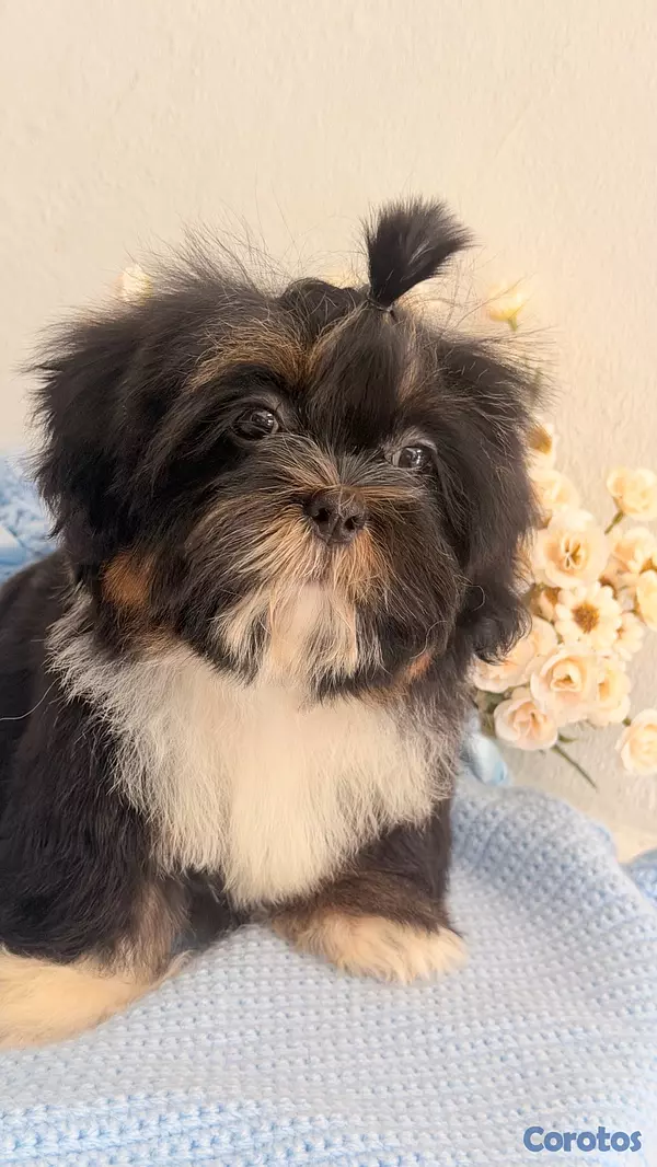 animales y mascotas - Shihtzu Macho  5
