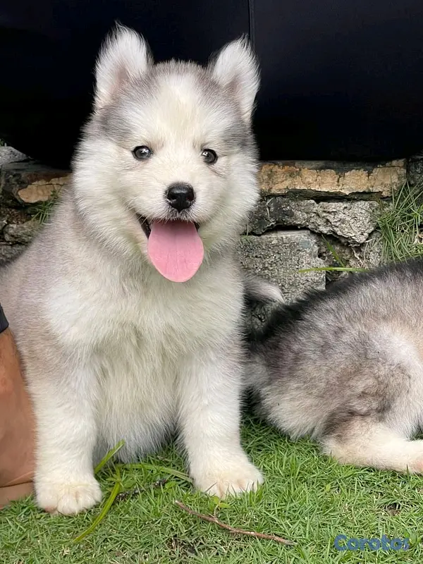 animales y mascotas - hermosos cachorritos de husky silverian  2