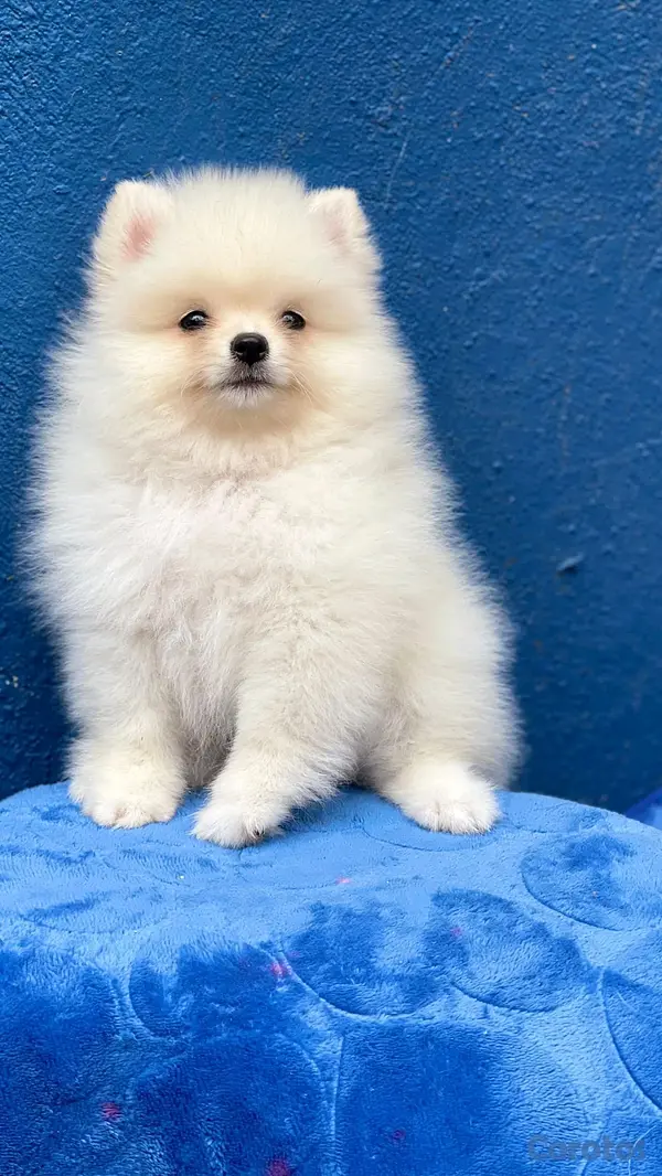 animales y mascotas - hermosos cachorritos de Chihuahua  2