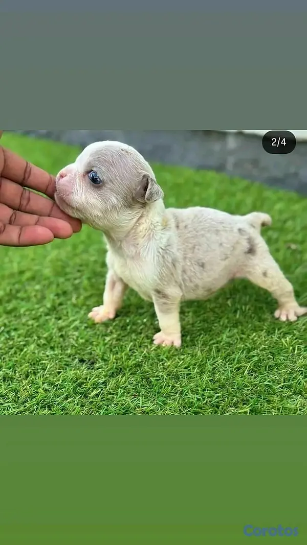 animales y mascotas - hermosos cachorritos de bully  3