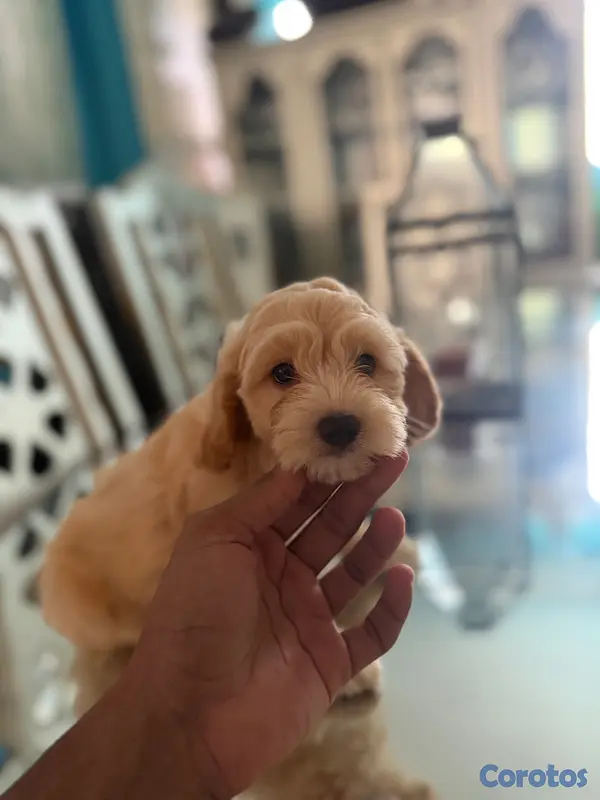 animales y mascotas - Vendo Cocker Spaniels 15
