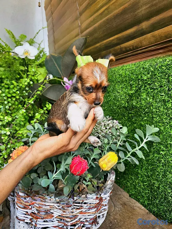 animales y mascotas - yorki con mariposa pequeñitos  4