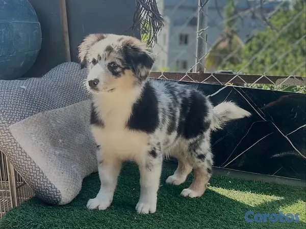 animales y mascotas - cachorros disponibles  4