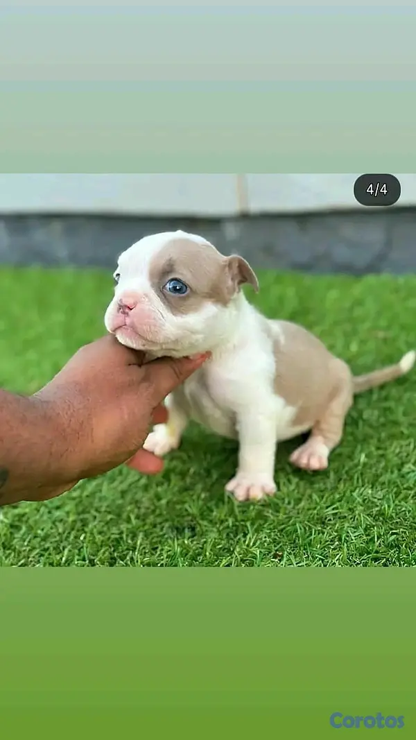 animales y mascotas - hermosos cachorritos de bully  4