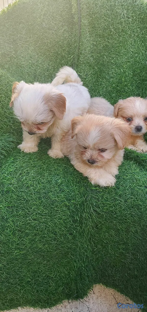 animales y mascotas - shitpoo lo más bello para ti  3
