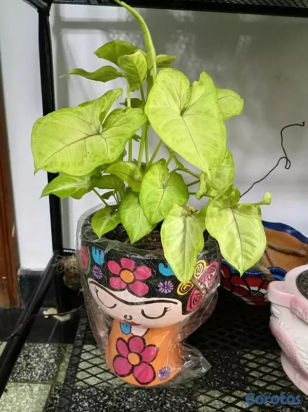herramientas, jardines y exterior - Plantas ornamentales para ti  6