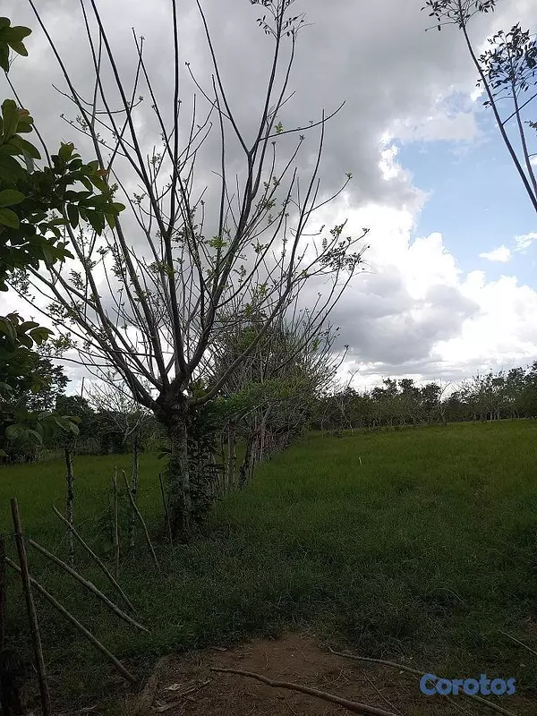 solares y terrenos - Finca Ganadera en Hatillo Monte Plata No Titulo, Si acto de Venta 4