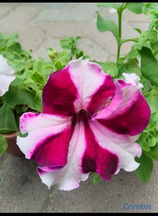 decoración y accesorios - Oferta de Petunias al Por mayor y detalle  2