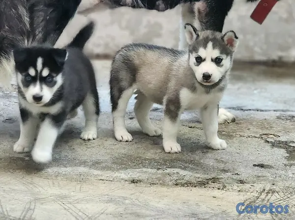 animales y mascotas - Perros Husky Siberiano Macho y hembras 4
