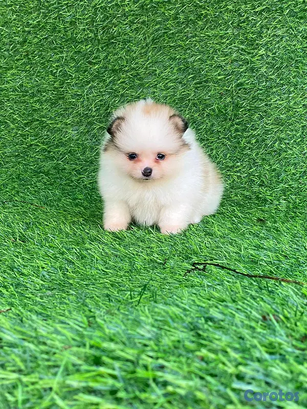 animales y mascotas - hermosos cachorritos pomerania mini 3