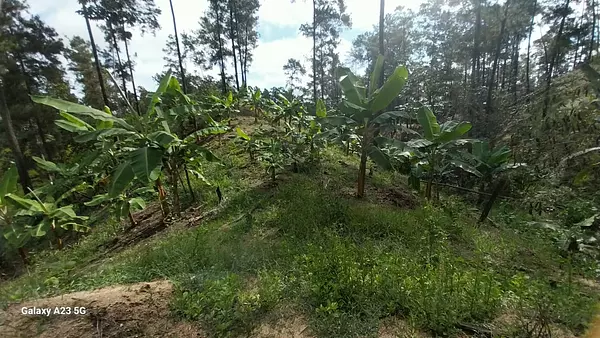 solares y terrenos - Finca en Venta – Jarabacoa, 50 Tareas con Título 5
