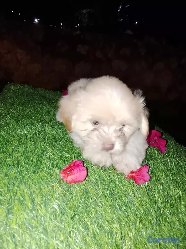 animales y mascotas - Shipoo Disponibles  16