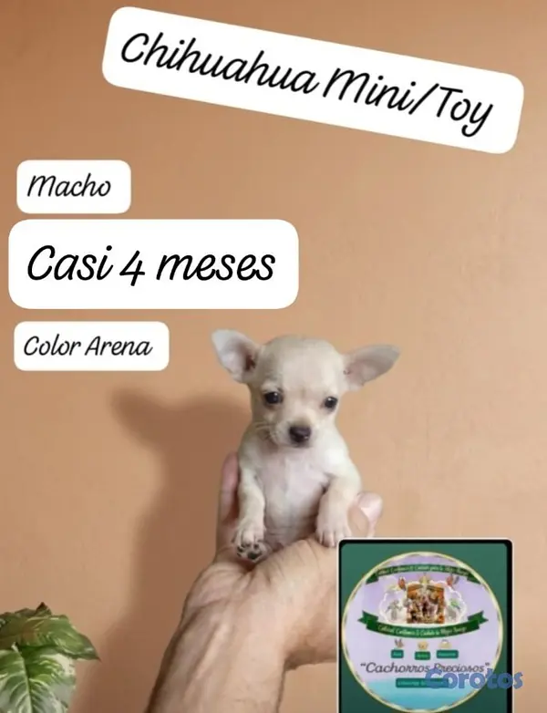 animales y mascotas - Chihuahua Mini/Toy/MIcro #0 2