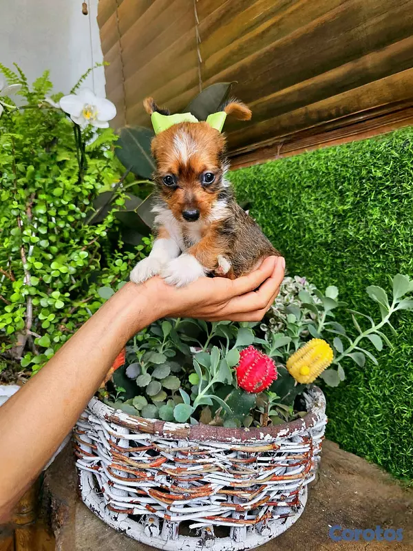 animales y mascotas - yorki con mariposa pequeñitos  5
