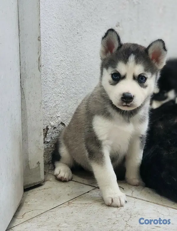 animales y mascotas - Perros Husky Siberiano Macho y hembras 5