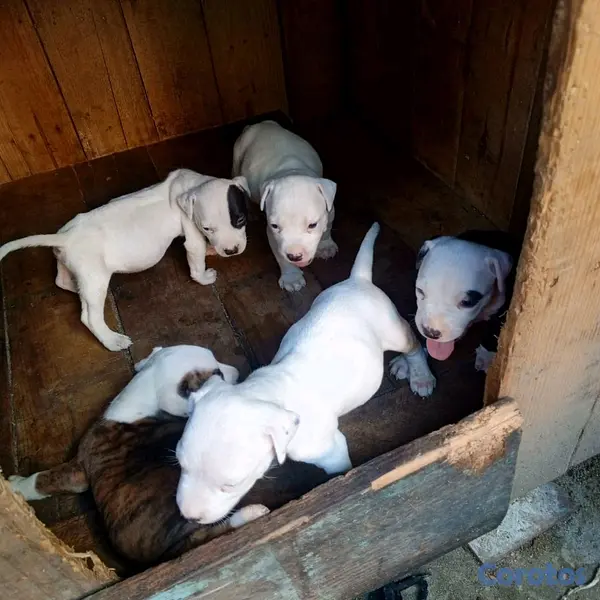 animales y mascotas - pitbull disponible san Cristóbal  3