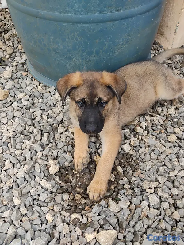 animales y mascotas - Pastor alemán con Husky  3