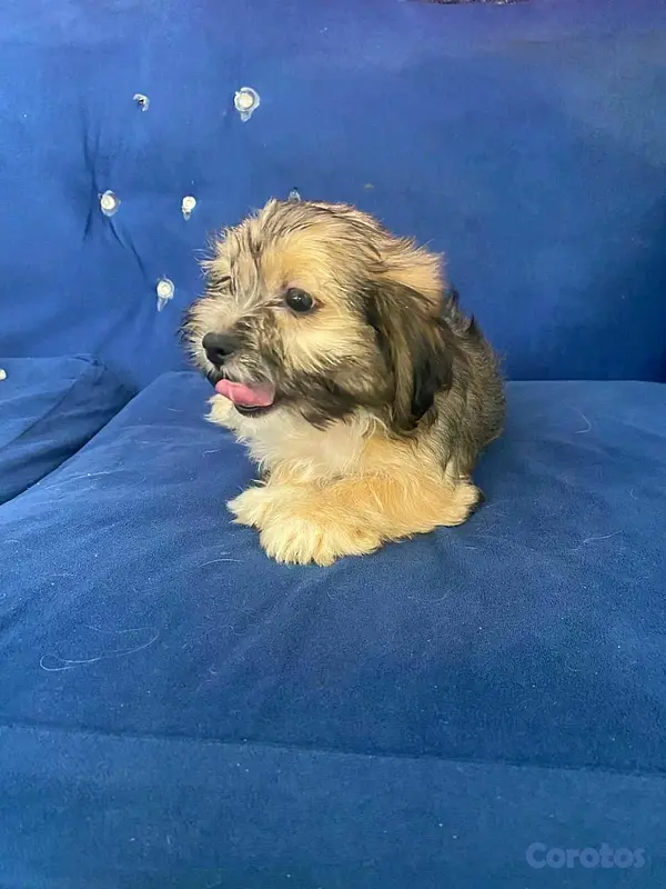 animales y mascotas - Hermosos cachorritos de shipoo toy  7