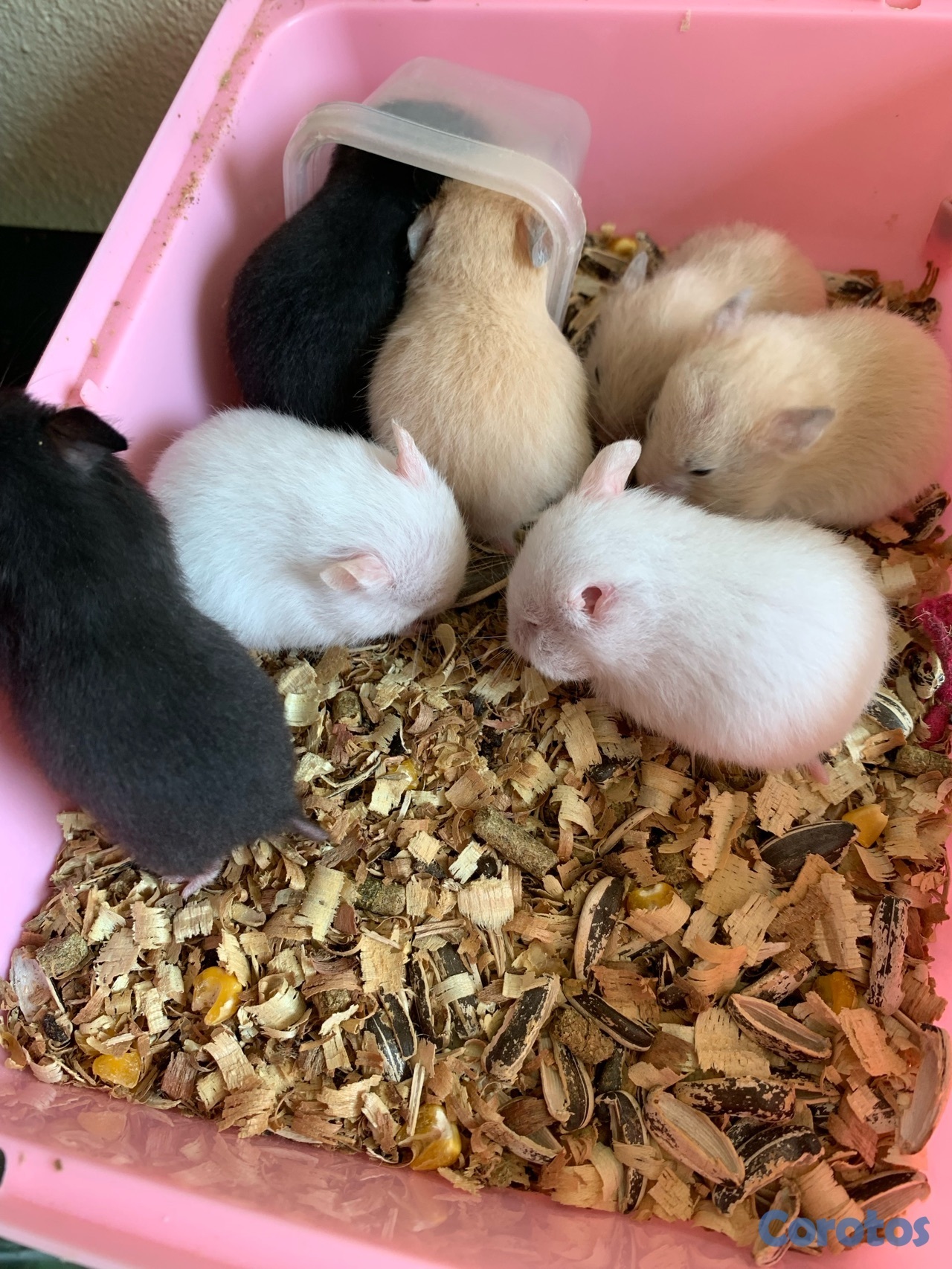 animales y mascotas - hamster sirio  1