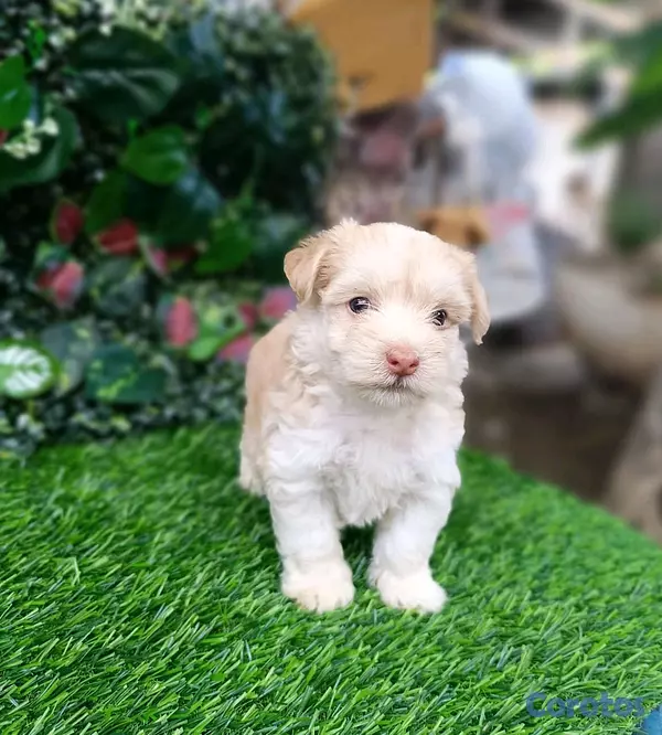 animales y mascotas - hermosos Cachorros shippo toy  2