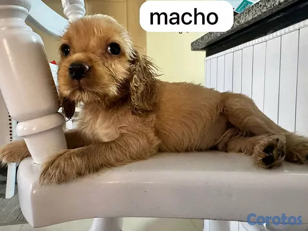 animales y mascotas - cocker spaniel 3