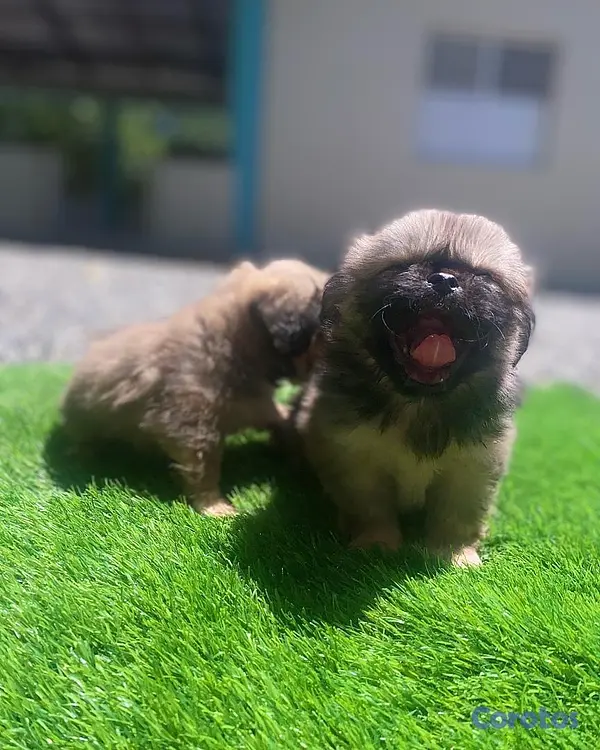 animales y mascotas - pekinés  4