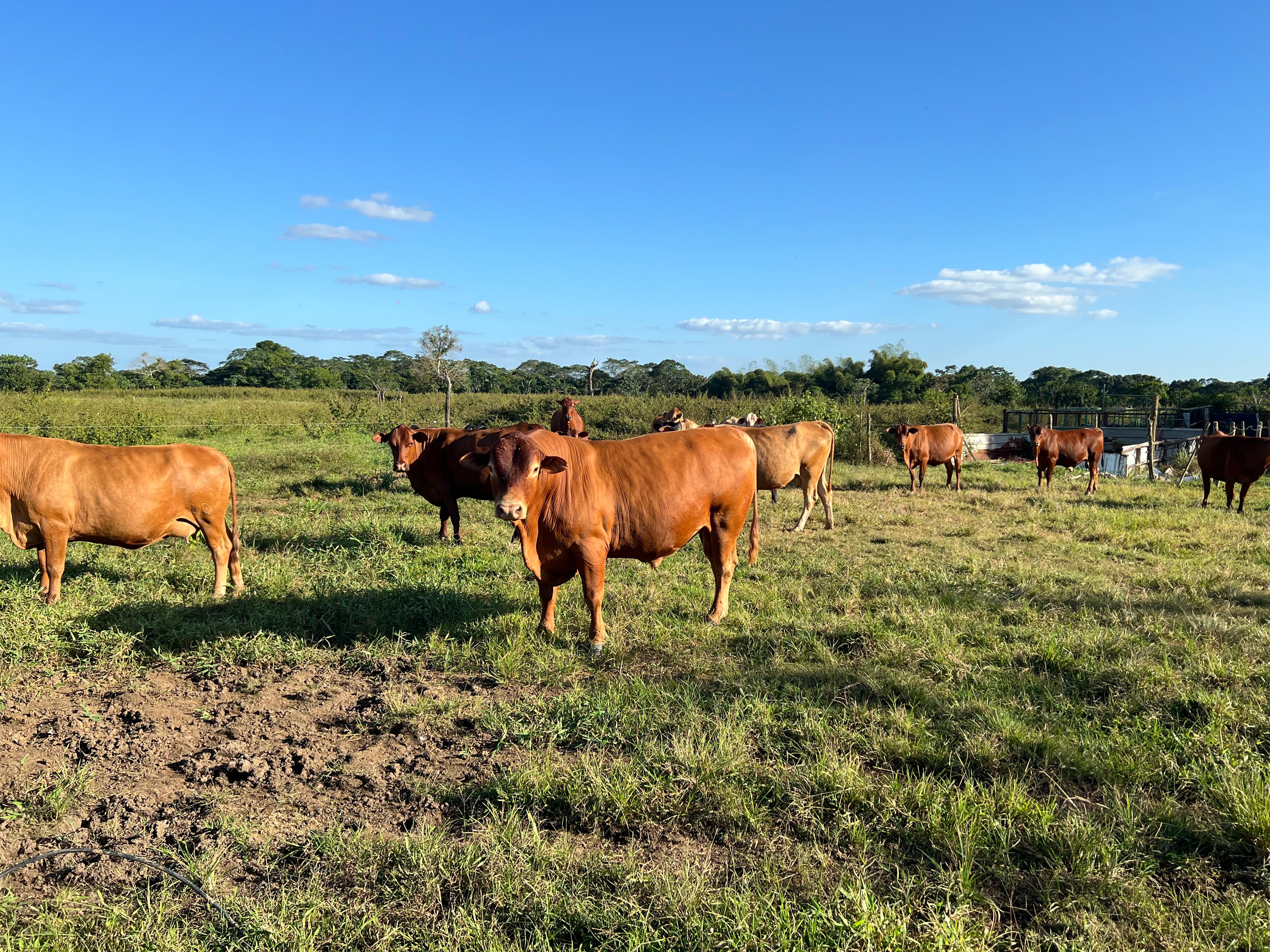 solares y terrenos - Finca GANADERA – AGRICOLA, de 386 tareas, con la major Ubicacion de Monte Plata