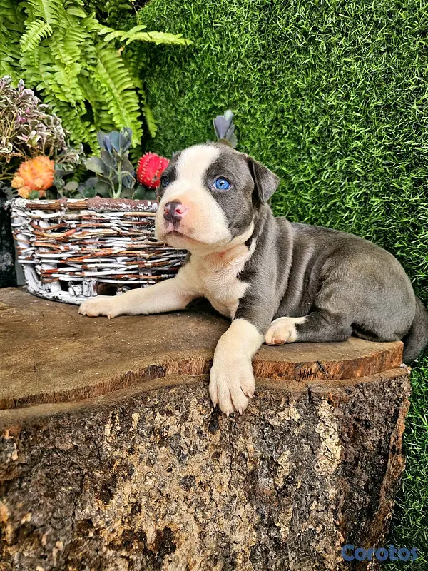 animales y mascotas - pitbull blue ojos azules 100% 4
