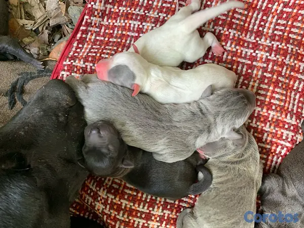 animales y mascotas - Camada de pitbulls American Terrier 2
