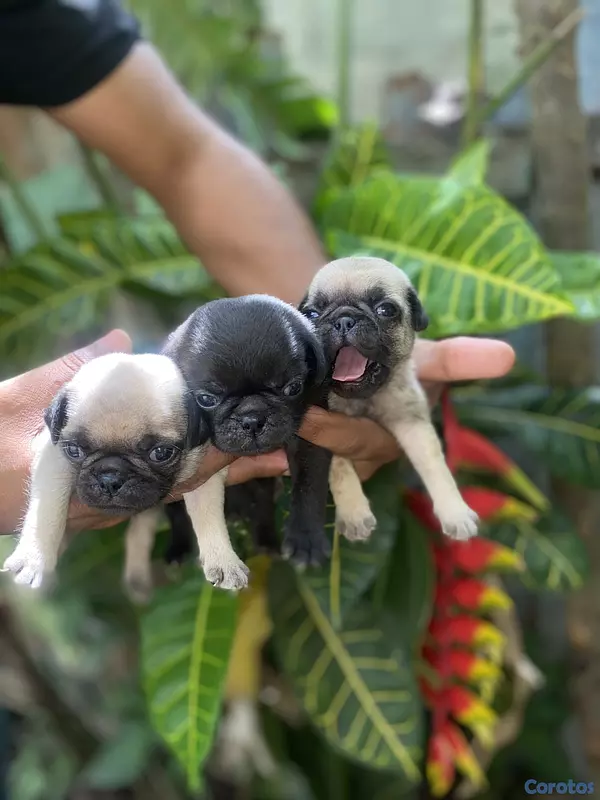 animales y mascotas - Pug 4