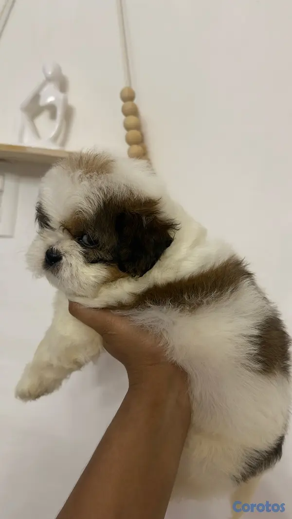 animales y mascotas - shipoo machos 2