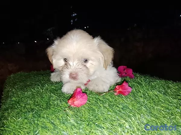 animales y mascotas - Shipoo Disponibles  15