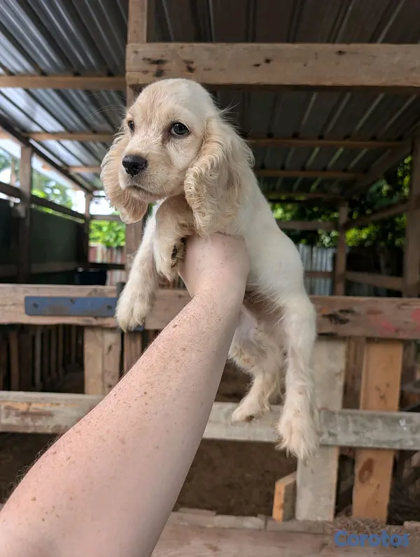 animales y mascotas - hermosos Cachorros cocker spaniel  2
