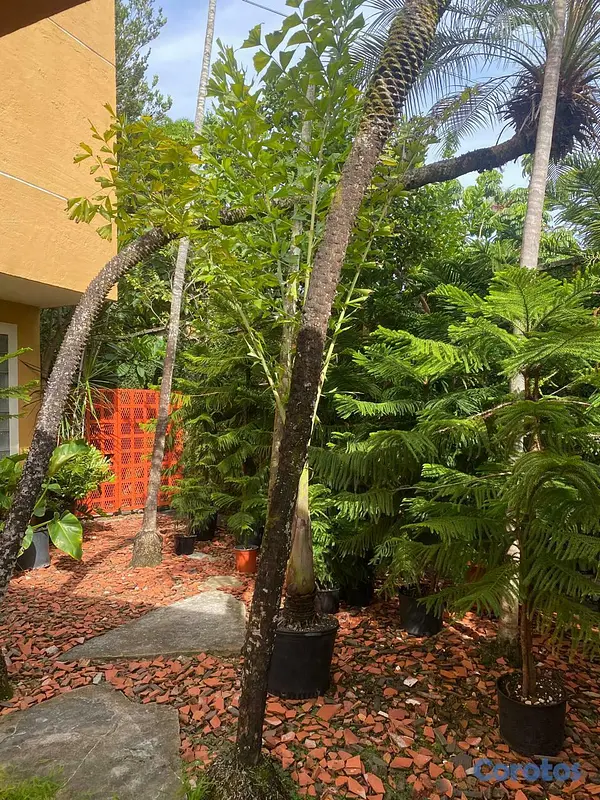 casas - CASA EN VENTA-ARROYO HONDO VIEJO  8