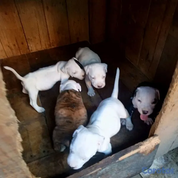 animales y mascotas - pitbull disponible san Cristóbal  2
