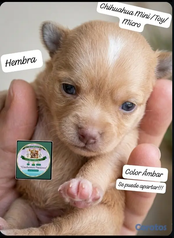animales y mascotas - Chihuahua Mini/Toy/Micro 2