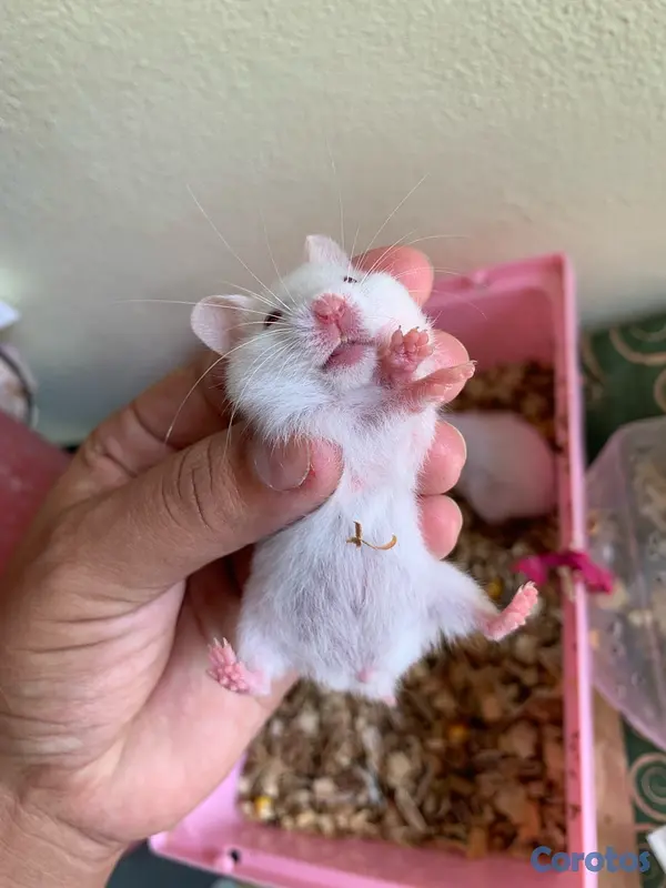 animales y mascotas - hamster sirio  2