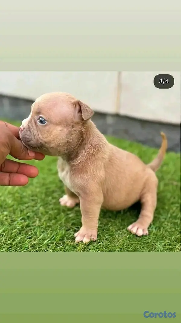 animales y mascotas - hermosos cachorritos de bully  7