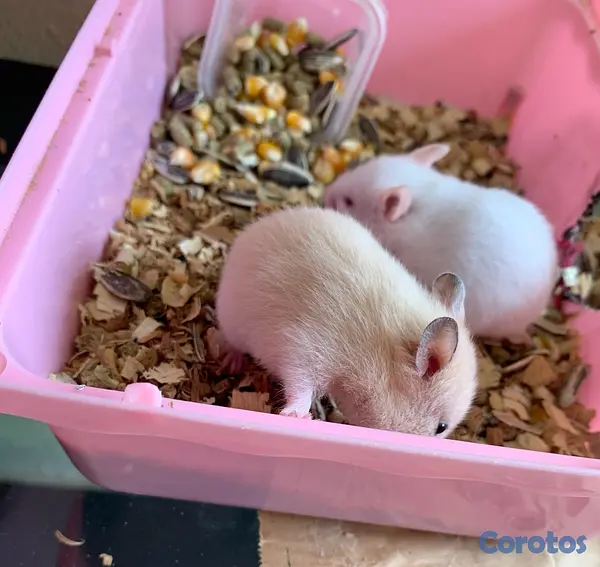 animales y mascotas - hamster sirio  3