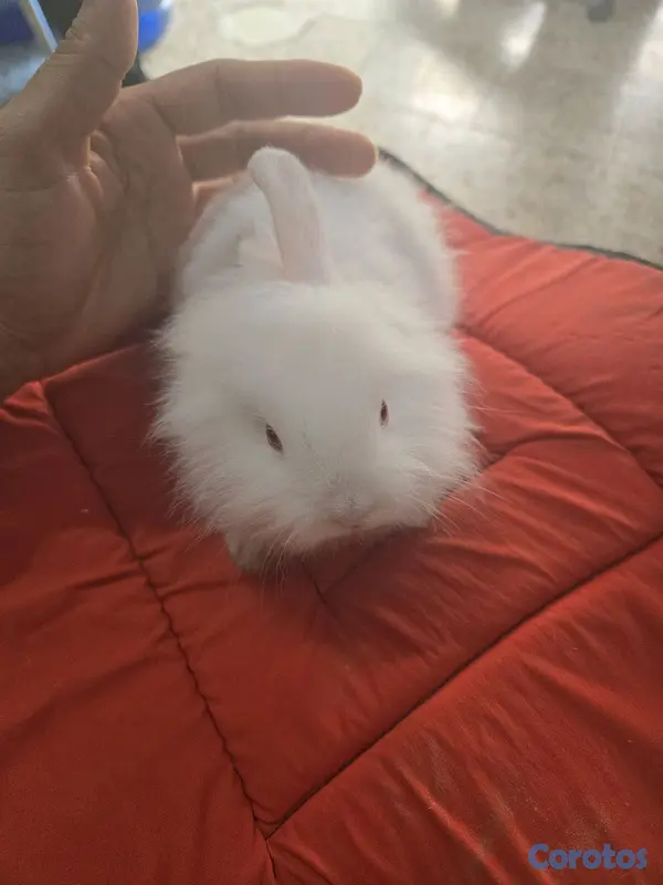 animales y mascotas - conejo cabeza de leon,angora 4