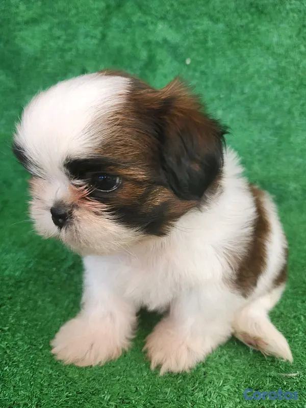 animales y mascotas - hermosos cachorritos shitzu toy  4