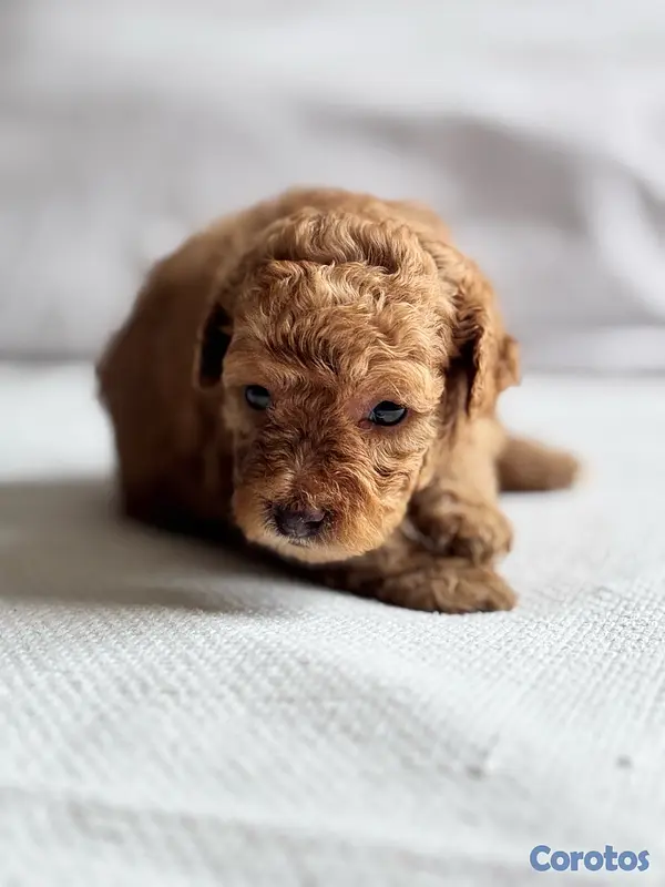 animales y mascotas - POODLE TOY CANICHE 4