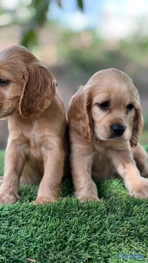 animales y mascotas - hermosos Cachorros cocker spaniel  3