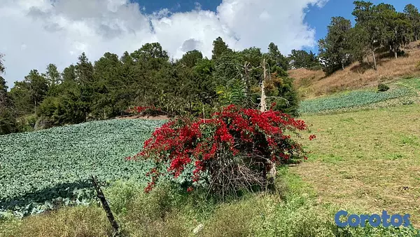 solares y terrenos - Venta de Solares en Constanza Excelente Ubicación! 2