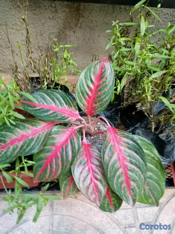 herramientas, jardines y exterior - Plantas ornamentales para ti  3
