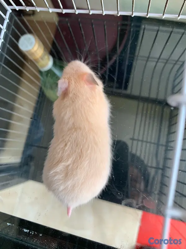 animales y mascotas - hamster sirio  4